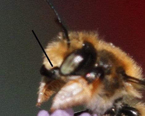 Megachile willughbiella